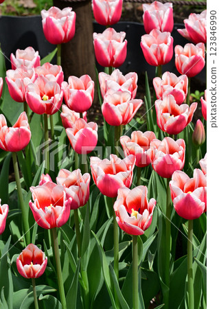 荷蘭設計 123846990