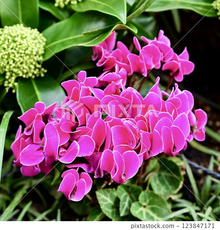 仙客來鮮花 123847171