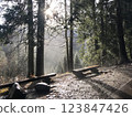 A forest scene with wooden benches and sunlight streaming through tall trees 123847426