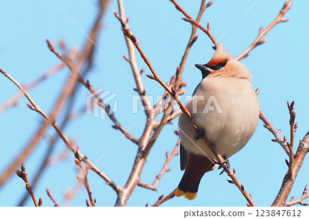 波希米亞太平鳥 波希米亞太平鳥 123847612