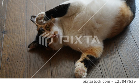 櫻花貓露出肚子看著鏡頭 123847639