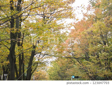 Roadside trees: Autumn 123847703
