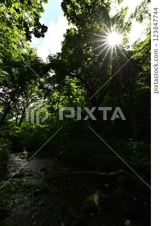 Fresh green Kiyawase stream 123847744