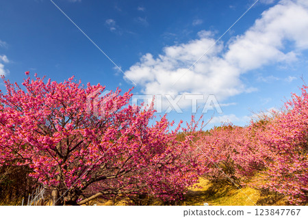 Toi cherry blossom trees in full bloom along the terraced fields of Cape Lover's Cape, Izu City, Shizuoka Prefecture Toi cherry blossom trees in full bloom along the terraced fields of Cape Lover's Cape, Izu City, Shizuoka Prefecture 123847767