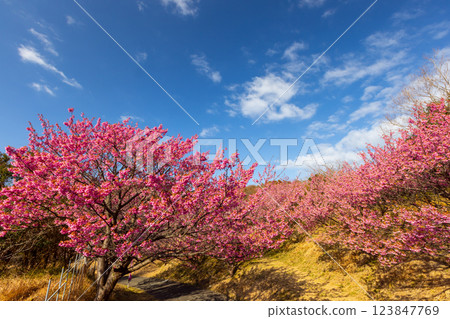 靜岡縣伊豆市戀人岬梯田邊盛開的土肥櫻花 123847769