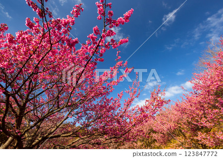 靜岡縣伊豆市戀人岬梯田邊盛開的土肥櫻花 123847772