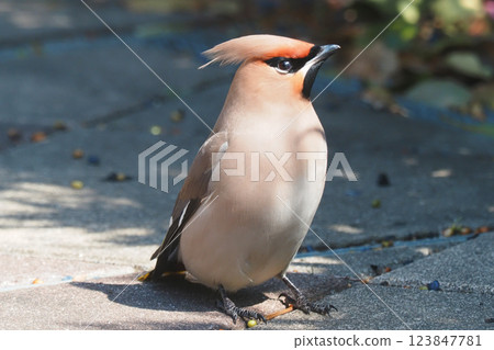 波希米亞太平鳥 波希米亞太平鳥 123847781