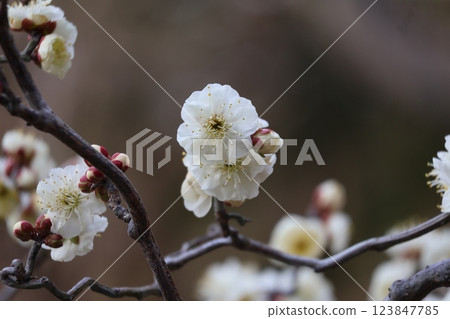 A close-up view of a branch of a plum tree with white petals 123847785