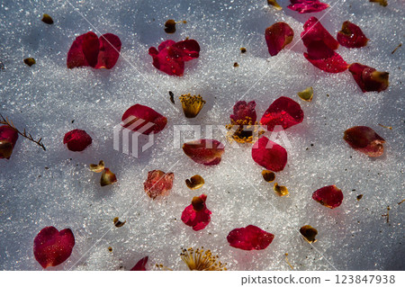 綠色中心的春天即將來臨 綠色中心的春天即將來臨 123847938