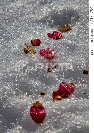 綠色中心的春天即將來臨 綠色中心的春天即將來臨 123847945