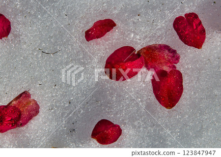 綠色中心的春天即將來臨 綠色中心的春天即將來臨 123847947