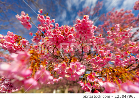 Toi Sakura trees in full bloom at Maruyama Sports Park in Yagisawa, Izu City, Shizuoka Prefecture 123847963