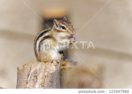 A chipmunk staring at something on a tree 123847988