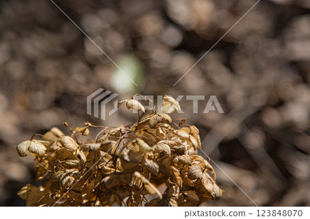 綠色中心的春天即將來臨 123848070