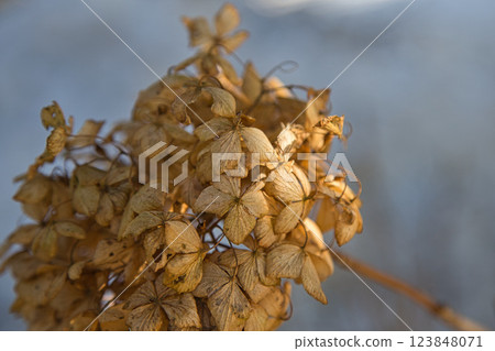 綠色中心的春天即將來臨 123848071