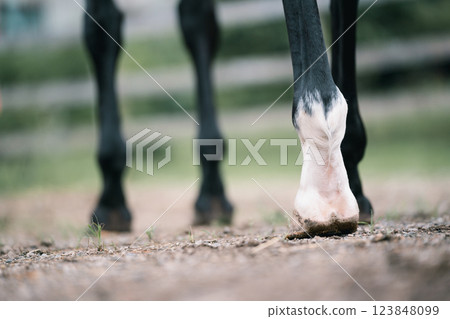 horse, horse back riding, foot 123848099