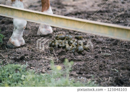 horse, excrement, dung 123848103
