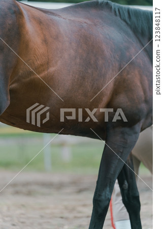 horse, female, lady 123848117