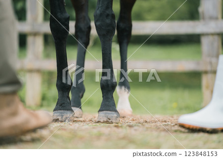 馬 馬兒 動物 123848153