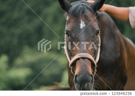 馬 馬兒 騎馬 123848156