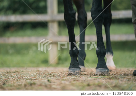 馬 馬兒 騎馬 123848160