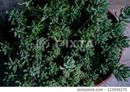 Plants, cactus, green, ornamental plants, interior Plants, cactus, green, ornamental plants, interior 123848270