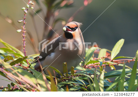 一隻太平鳥正在吃狹葉十大功勞的果實 一隻太平鳥正在吃狹葉十大功勞的果實 123848277