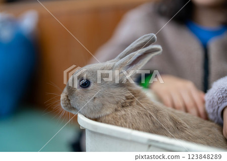A cute and soothing rabbit 123848289
