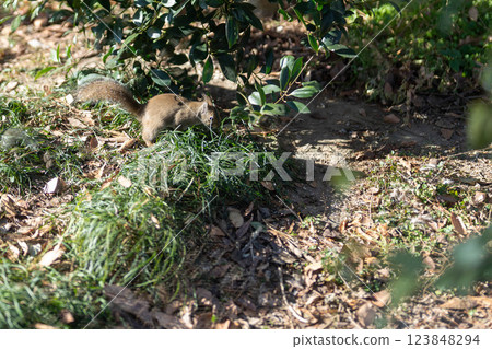 Cute squirrel in the bush Cute squirrel in the bush 123848294