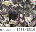 Brown-eared bulbul sucking cherry honey in full bloom 123848319