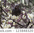 A brown-eared bulbul resting on the branch of a white plum tree in full bloom 123848320