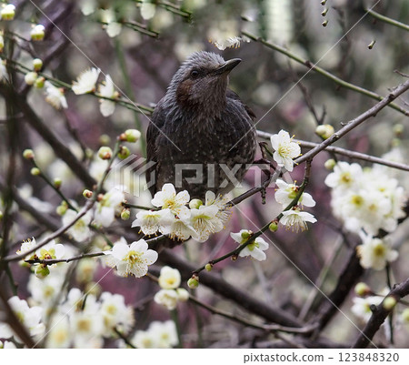 A brown-eared bulbul resting on the branch of a white plum tree in full bloom 123848320