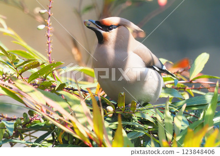 一隻太平鳥正在吃狹葉十大功勞的果實 一隻太平鳥正在吃狹葉十大功勞的果實 123848406