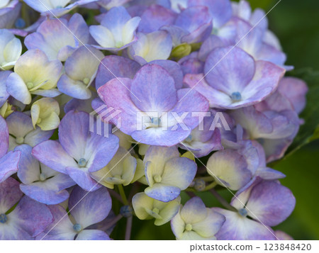 Red purple hydrangea flower 123848420