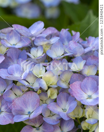 Red purple hydrangea flower Red purple hydrangea flower 123848421