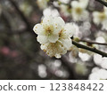 The pretty white plum blossoms herald early spring 123848422