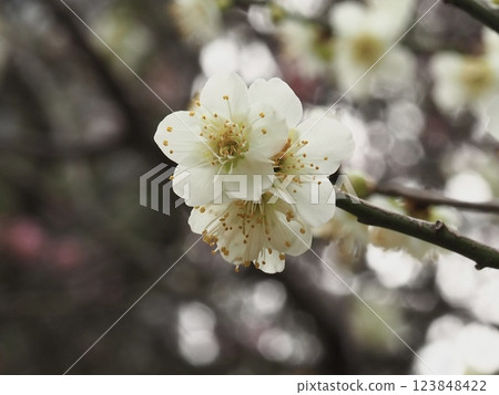 The pretty white plum blossoms herald early spring 123848422