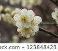 The pretty white plum blossoms herald early spring 123848423