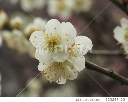 The pretty white plum blossoms herald early spring 123848423