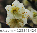 The pretty white plum blossoms herald early spring 123848424