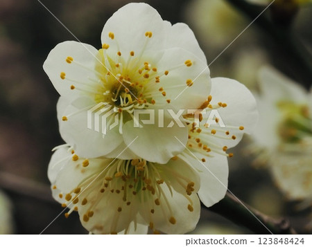 The pretty white plum blossoms herald early spring The pretty white plum blossoms herald early spring 123848424