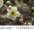 The pretty white plum blossoms herald early spring 123848425