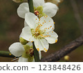 The pretty white plum blossoms herald early spring 123848426