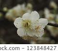 The pretty white plum blossoms herald early spring 123848427
