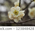 The pretty white plum blossoms herald early spring 123848428