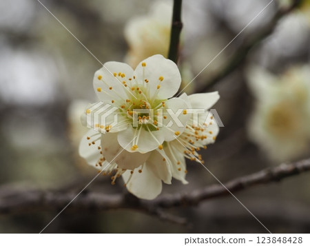 美麗的白梅花預示著早春 美麗的白梅花預示著早春 123848428
