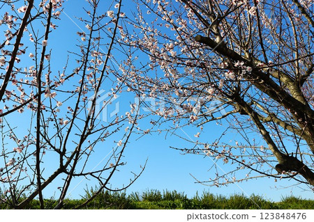 寧靜的春日,河岸邊盛開著優雅的梅花 寧靜的春日,河岸邊盛開著優雅的梅花 123848476