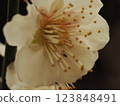 white plum blossom 123848491