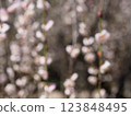 Softly blurred plum blossoms 123848495