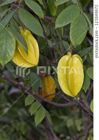 Star fruit 123848672